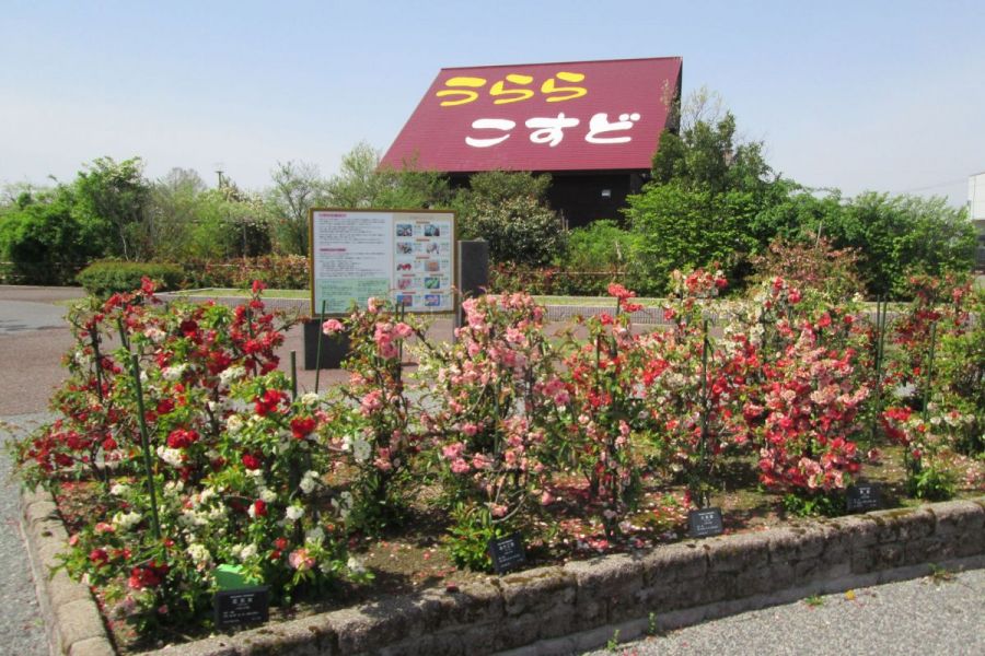 日本ボケ公園 新潟の観光スポット 公式 新潟県のおすすめ観光 旅行情報 にいがた観光ナビ