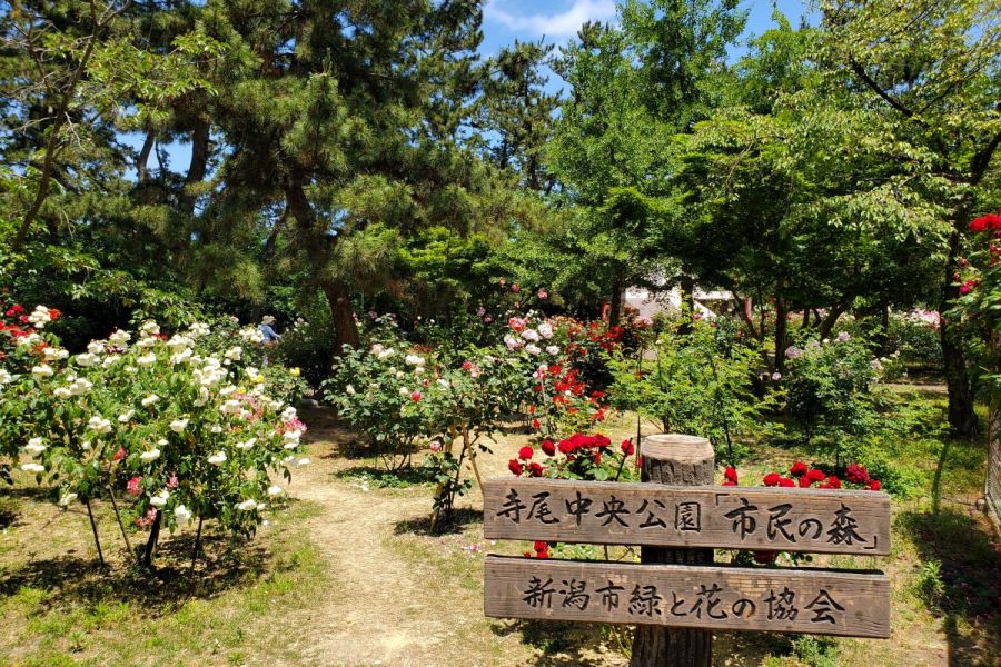 バラ園