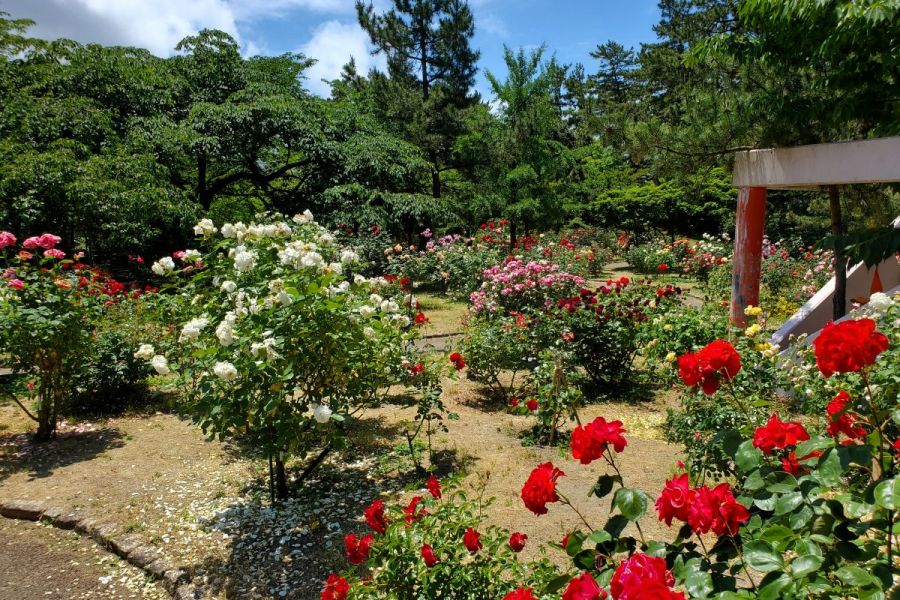 寺尾中央公園 ロケ地検索 新潟ロケーションガイド 公式 新潟県のおすすめ観光 旅行情報 にいがた観光ナビ