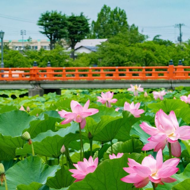 第45回高田城址公園観蓮会