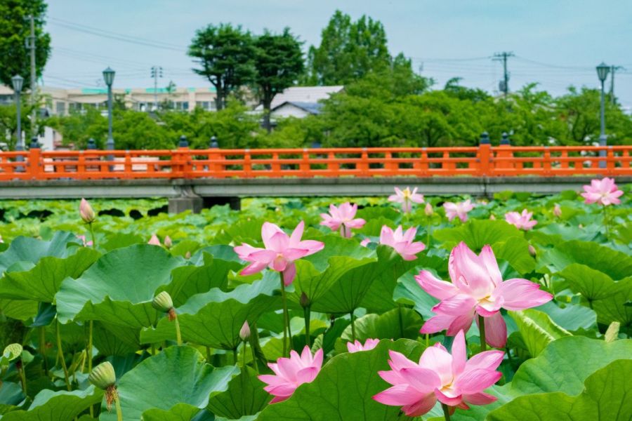 第45回高田城址公園観蓮会