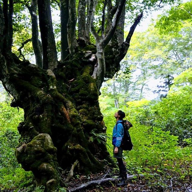 奥胎内巨樹探検ファミリーツアー