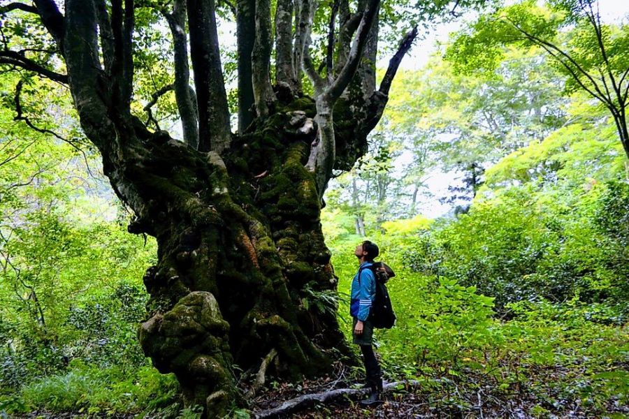 奥胎内巨樹探検ファミリーツアー