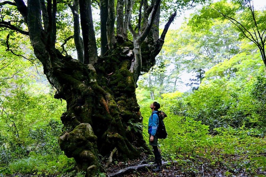 癒しの大樹に逢いに行く 神秘のししのくらの森探索