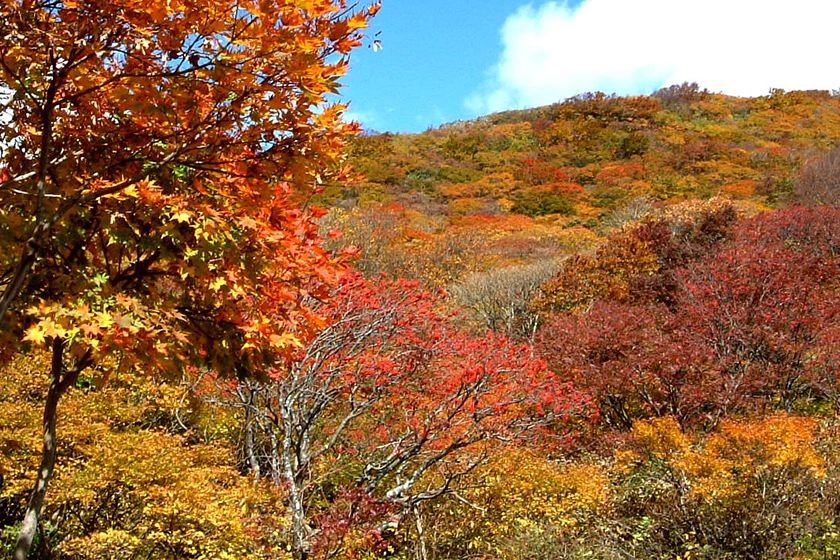 紅葉の時季は特に見応えがあります。