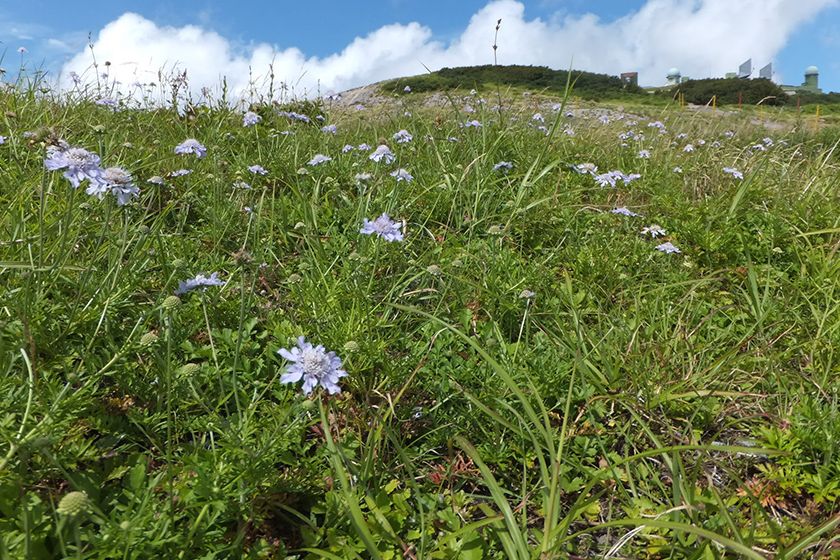 可憐な植物が迎えてくれる春の大佐渡スカイライン。