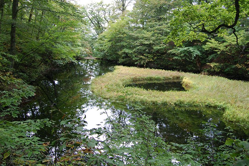 乙和池には日本最大級の高層湿原性浮島が浮かんでいます。