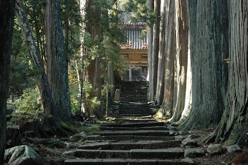 天高くそびえる杉木立に導かれます。