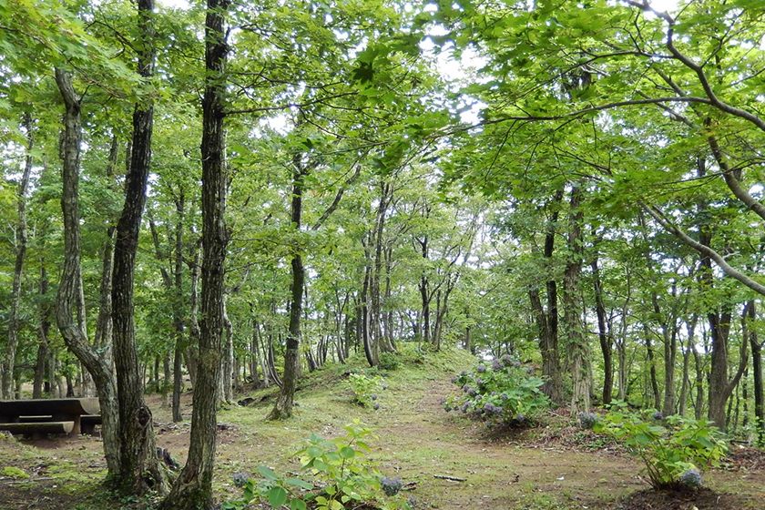 散策コースで森を満喫できます。
