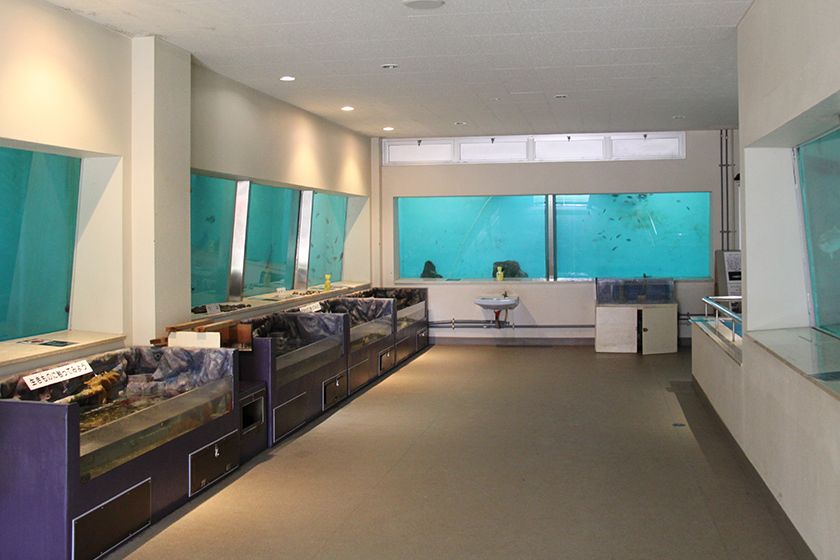 資料館1階は尖閣湾近海の海水魚を展示する水族館。