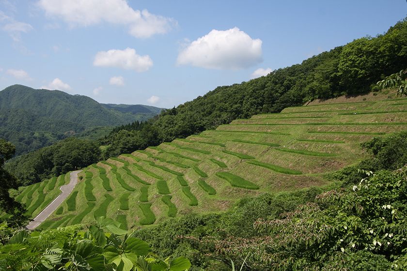 江戸時代から続く千枚田を守っています。