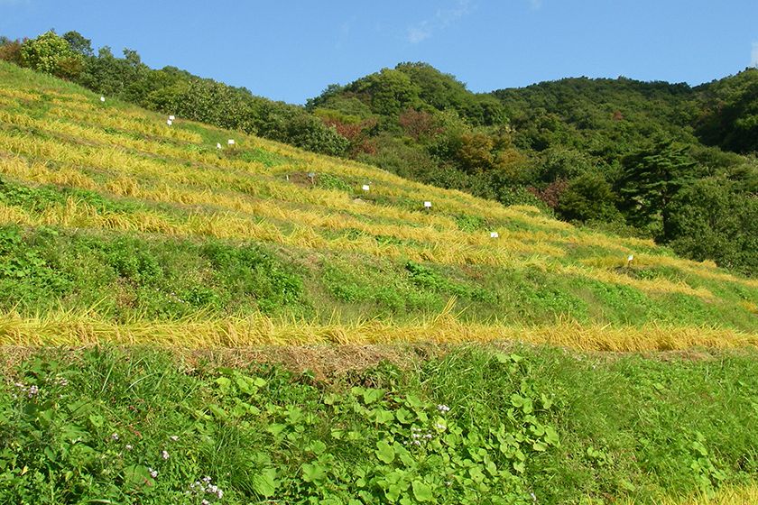 実りの秋を迎えた小倉千枚田。