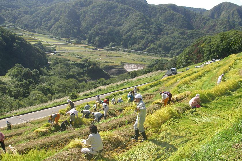 棚田オーナー、ボランティアなど多くの人が米作りに参加しています。