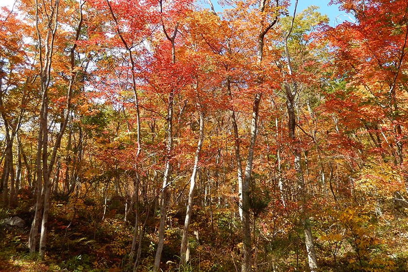 古くから佐渡一の紅葉の名所として知られています。