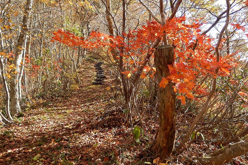 遊歩道を散策しながら、紅葉を満喫できます。