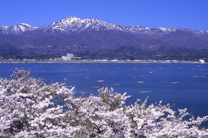 湖畔の桜並木から大佐渡山脈を望みます。