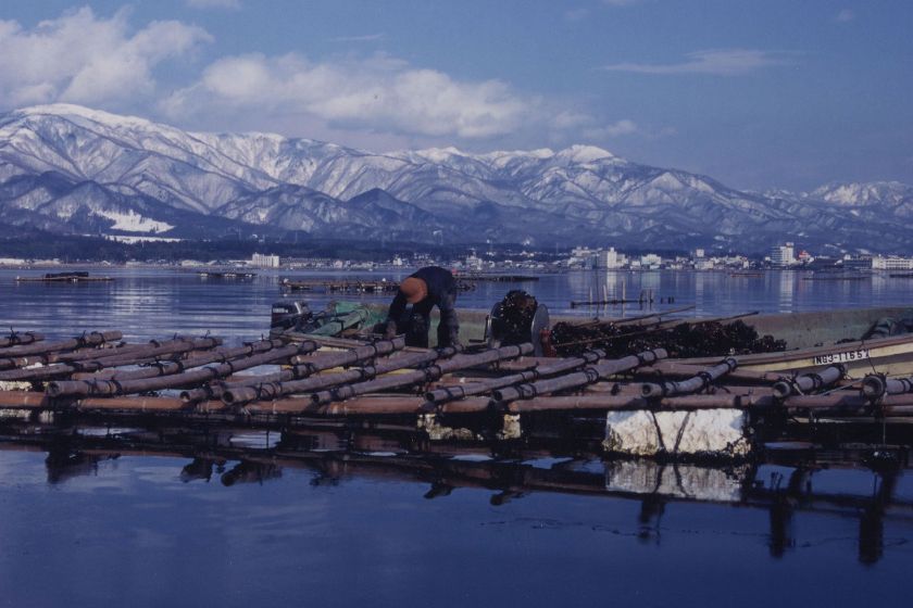 カキの養殖風景。加茂湖には約600台のいかだが浮かんでいます。