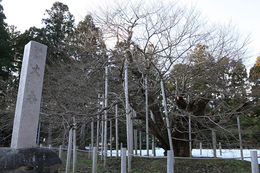 春には芽吹き、新緑の季節には見事な姿を見せてくれます。