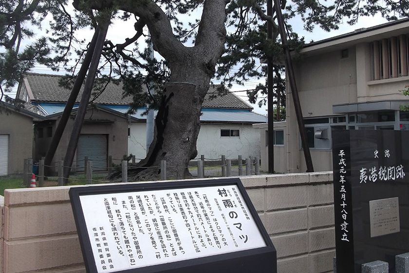 明治期の作家・尾崎紅葉により「村雨の松」と命名されました。
