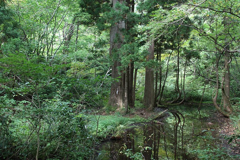 鬱蒼とした原生林が広がっています。