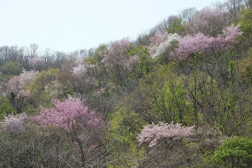 春の山桜