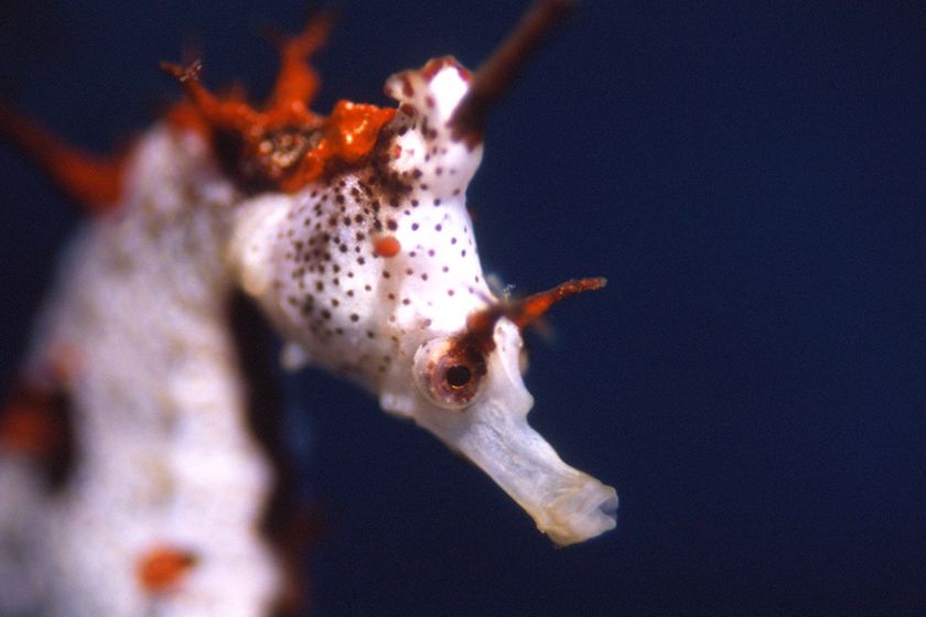 海中生物「タツノオトシゴ」