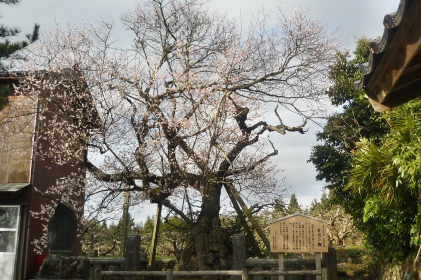 順徳上皇お手植えの梅として大切に守られてきました。