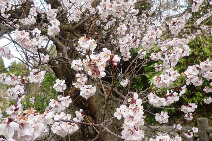 薄紅色の愛らしい花を咲かせます。