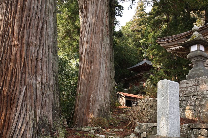 樹齢千年以上と推定される「三本スギ」。樹高はいずれも約50mの大樹です。