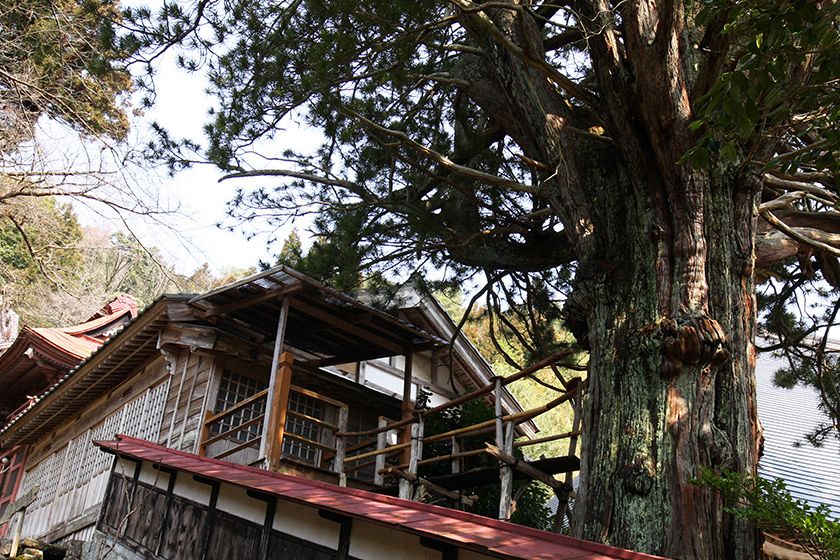 日本特産の針葉樹「高野マキ」、樹齢500年以上と推定されています。