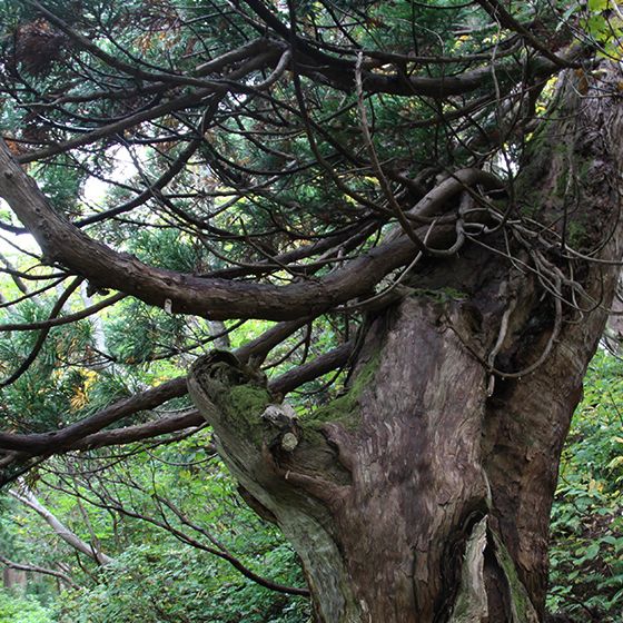 大佐渡石名天然杉