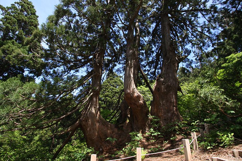 幹が4つに分かれている「四天王杉」。