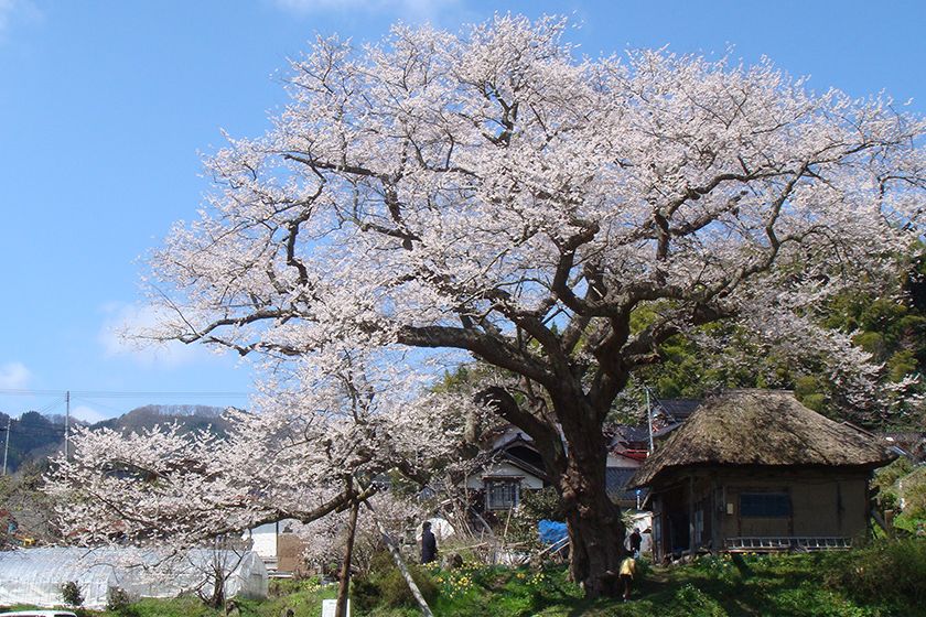 羽茂大崎地区の春を彩ります。