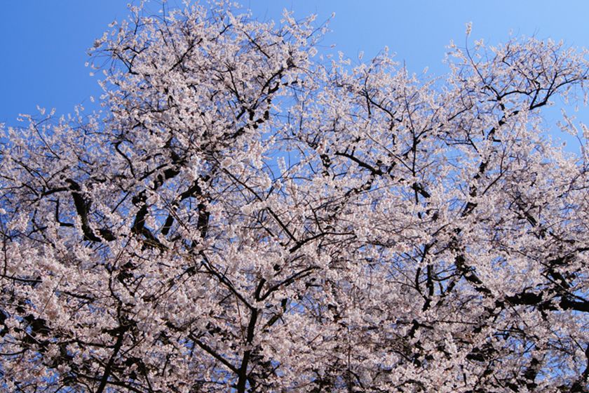 強い生命力で毎年見事な花を咲かせます。