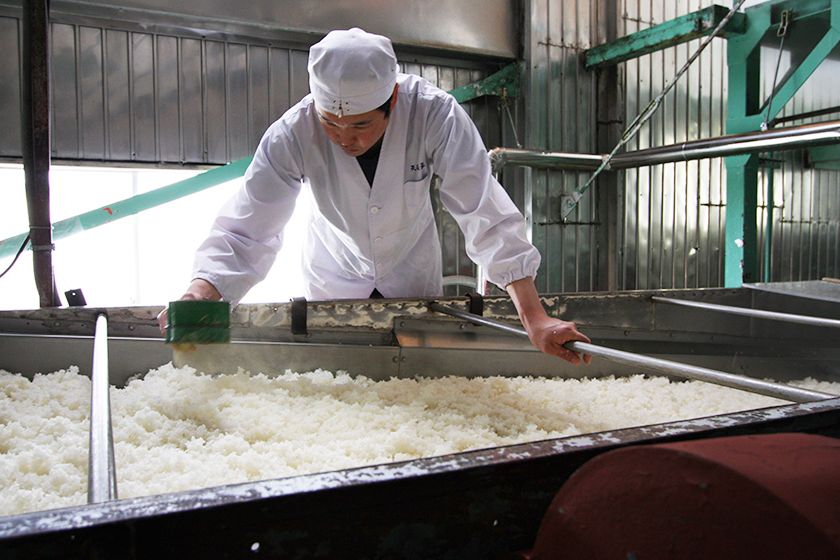 蒸し米に種麹を散布する大切な工程は人の手で行います。