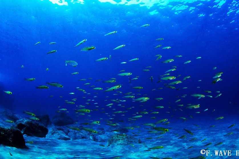 佐渡の海中では様々な生物に出会えます。