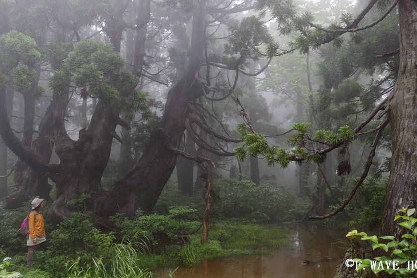 幻想的な光景が広がっています。