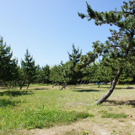 窪田キャンプ場