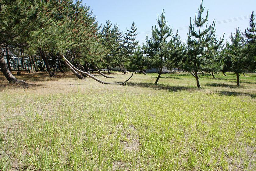 海風が松林を抜けていきます。