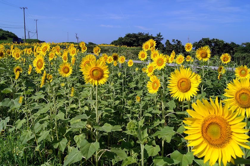 小川のひまわり畑 新潟の観光スポット 公式 新潟県のおすすめ観光 旅行情報 にいがた観光ナビ