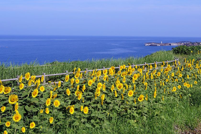 日本海をバックに咲く佐渡ならではの光景です。