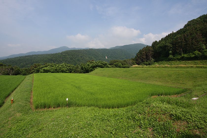 海岸段丘の上に連なる棚田