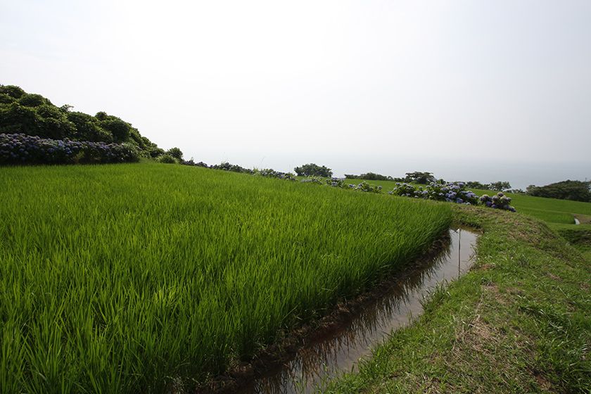 田んぼの「江（え）」