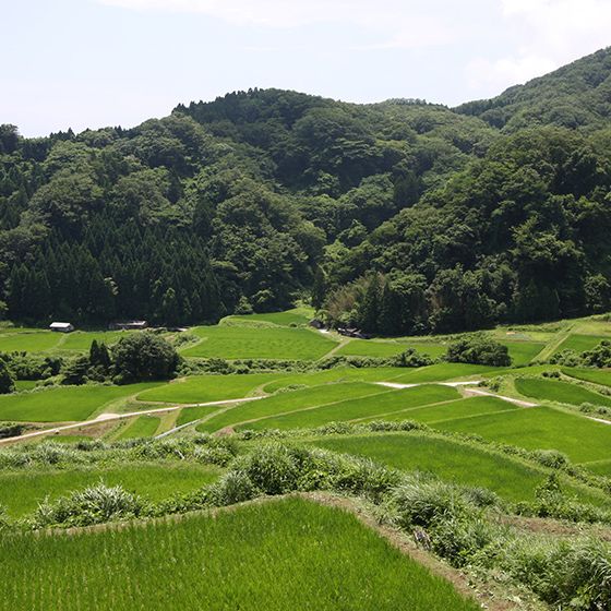片野尾棚田