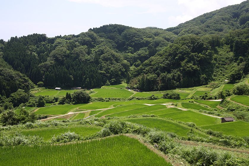 片野尾棚田