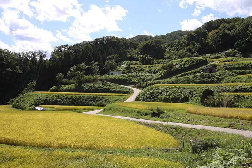 無農薬や減農薬で育てるお米です。