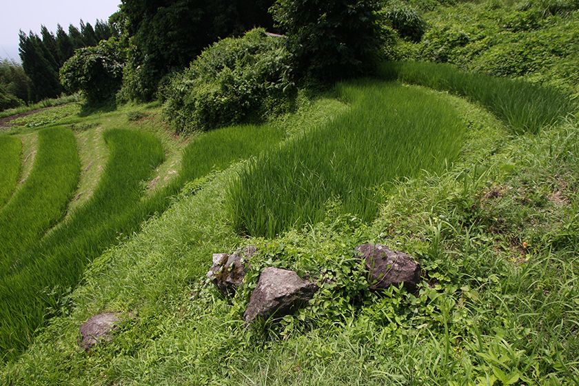 月布施棚田の景観