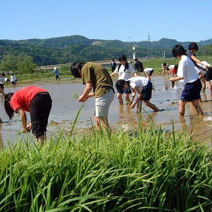 自分の手でお米を作る！日本有数の米処、新潟県魚沼で田植え体験
