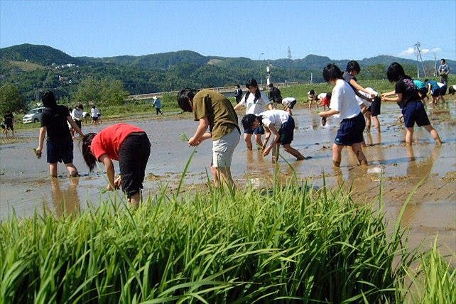 自分の手でお米を作る！日本有数の米処、新潟県魚沼で田植え体験