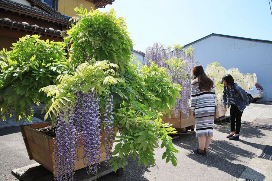 【開催中止】藤まつり